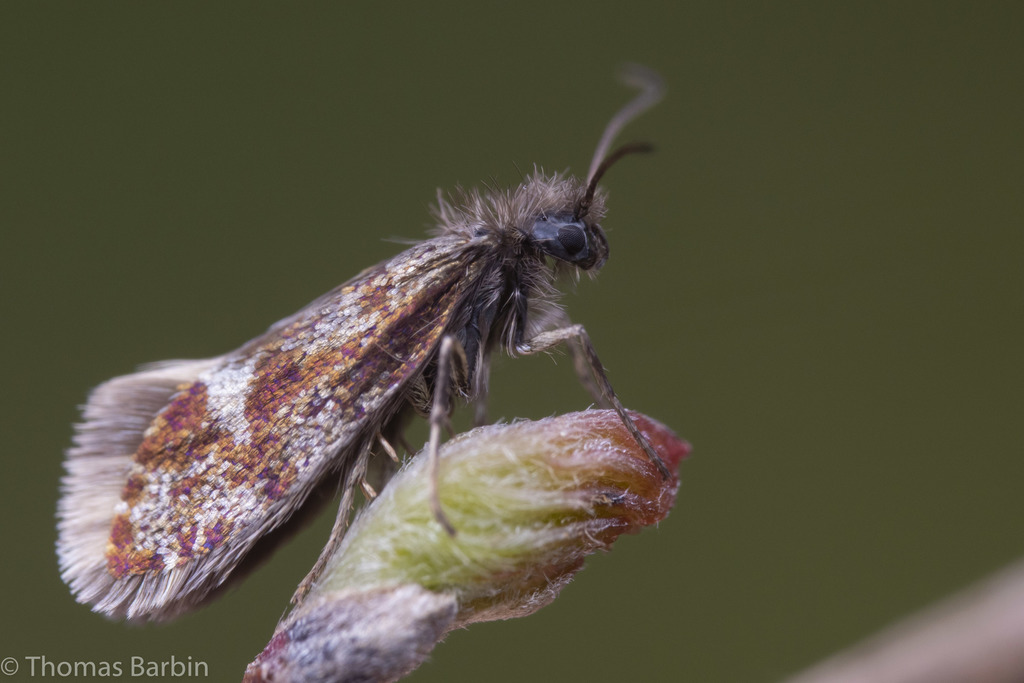 Eriocrania
