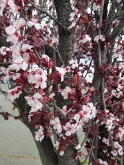 Prunus