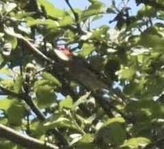 Pheucticus ludovicianus