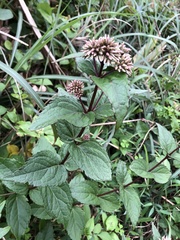 Eupatorium kiirunense