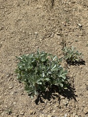 Lupinus sericatus