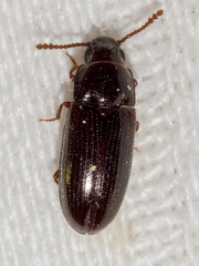 Pharaxonotha kirschii