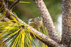 Regulus regulus japonensis