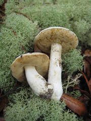 Xanthoconium stramineum