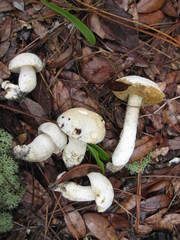 Xanthoconium stramineum
