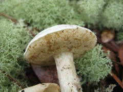 Xanthoconium stramineum
