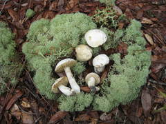 Xanthoconium stramineum