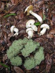 Xanthoconium stramineum