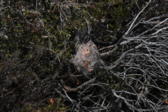 Palystes superciliosus