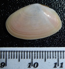 Jitlada arsinoensis