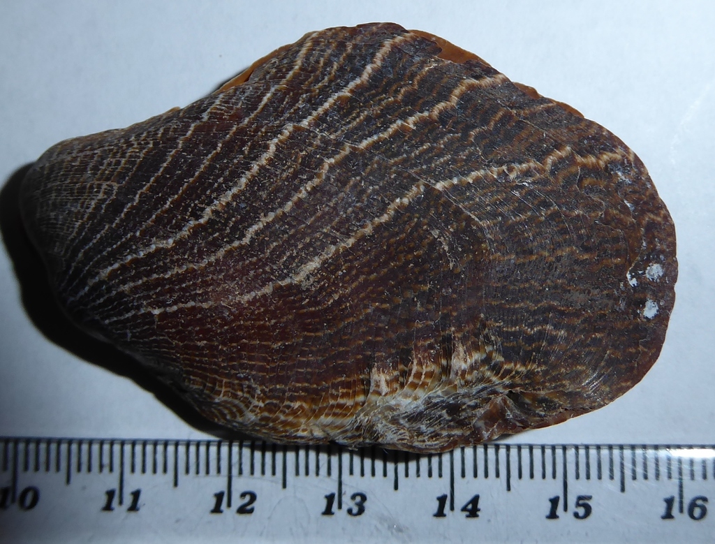 Crenatula
