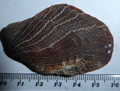 Crenatula picta