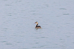 Podiceps cristatus cristatus