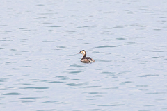 Podiceps cristatus cristatus