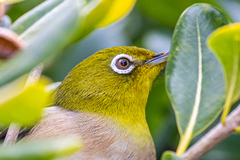 Zosterops japonicus japonicus