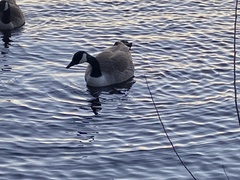 Branta canadensis