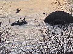 Branta canadensis