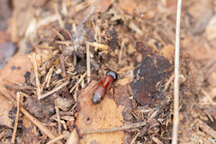 Camponotus vicinus