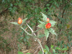 Leuenbergeria bleo