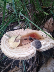 Saproamanita manicata