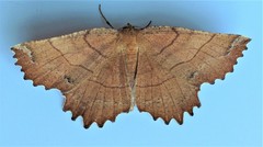 Euchlaena johnsonaria