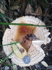 Saproamanita manicata