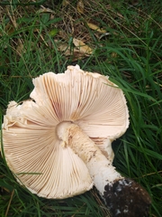 Saproamanita manicata
