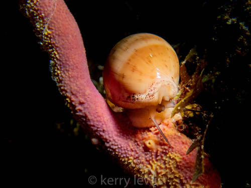 Atlantic Grey Cowry