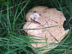 Saproamanita manicata