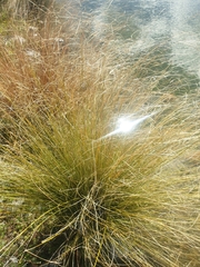 Carex buchananii