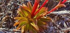 Gentianella montana