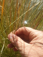 Carex buchananii
