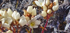 Gentianella montana