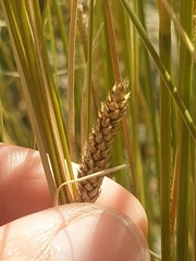 Carex buchananii