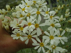 Gonospermum ptarmiciflorum