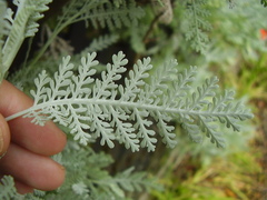 Gonospermum ptarmiciflorum