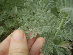 Gonospermum ptarmiciflorum