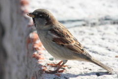 Passer domesticus