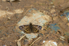 Erynnis montanus