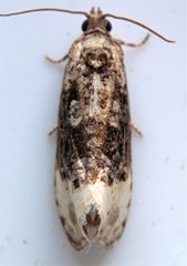 Apotomis capreana