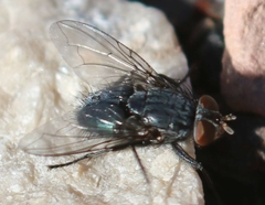 Calliphora latifrons