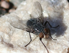 Calliphora latifrons