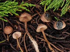 Pseudobaeospora stevensii