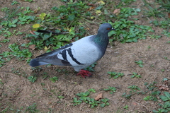 Columba livia domestica