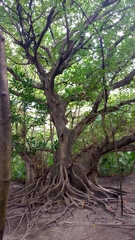 Ficus