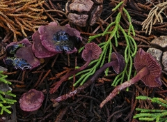 Pseudobaeospora deckeri