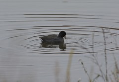 Fulica americana americana