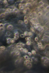 Nolanea edulis concentrica