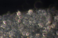 Nolanea edulis concentrica