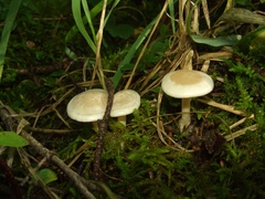 Clitocybe albirhiza